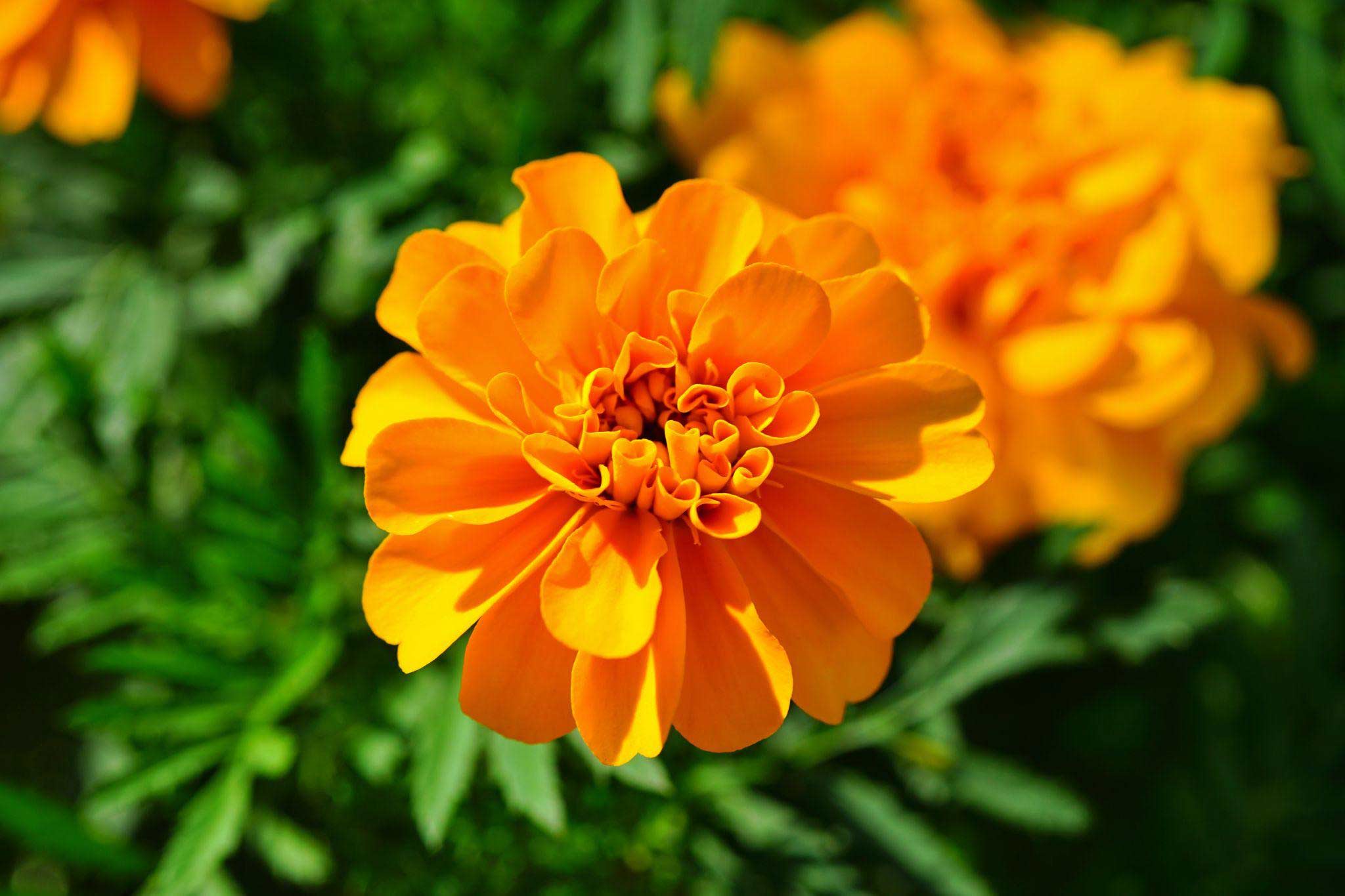 Marigold